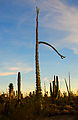 Cactus Forest - Cirio ("Boojum") - Sunset