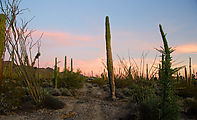 Cactus Forest - Sunset