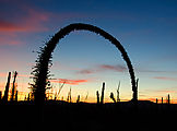 Cactus Forest - Cirio ("Boojum") - Sunset