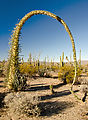Cactus Forest - Cirio ("Boojum")