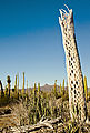 Cactus Forest - Dead Cactus