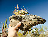 Cactus Forest - Spikes - Shoe - Stuck
