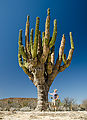 Big Cactus - Cardon - Mesa Prieta