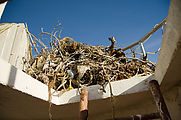 El Chevo Village - Punta Loco - Lighthouse - Osprey Nest