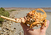 Bahía Clambey - Lobster Shell - Beach