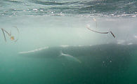 20140215 101721 P5OAK - Baja - Whales - Laguna San Ignacio