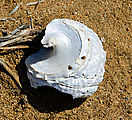 Baja - San Isidoro - A Sea Shell?!