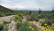 Baja - Road by Cerro el Salto - Bush Sunflowers - Chuparosa Flowers