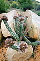 Baja - El Moral - Petroglyph Park - Cactus