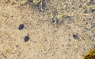 Baja - El Moral - Petroglyph Park - Creek - Tadpoles