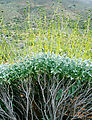 Baja - El Moral - Petroglyph Park - Plant