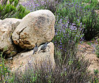 Baja - Quail - Birds - El Moral - Petroglyph Park - Birds - Quail