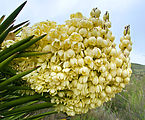 Baja - El Moral - Petroglyph Park - Yucca Flowers