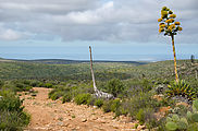 Baja - Agave Flowers - Road - Looking West to the Coast