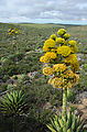 Baja - Agave Flowers