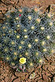 Baja - Las Polomas Hill - Cactus - Flower