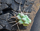 Baja - Cholla Cactus - Stuck in Tire