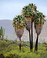 Baja - Misíon San Fernando Velicatá - Palm Trees