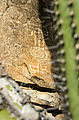 Baja - San Fernando Velicatá - Petroglyphs - Cardon Cactus