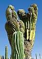 Baja - Cataviña - Strange Cardon Cactus