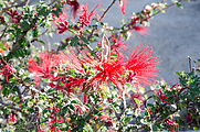 Baja - Cataviña - Fairy Duster Flowers