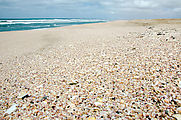 Baja - Playa Pocheco - Pink Sand Beach