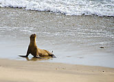 Baja - Morro Santo Domingo - Arch Beach - Sea Lion