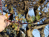 Baja - Guatamote Campsite - Tree