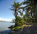 Baja - Estero San Marcos - Palm Grove