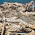 Baja - Estero San Marcos - Estuary - Cactus Driftwood