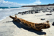 Baja - Ensenada el Muerto - Beach - Cactus Driftwood