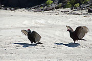 Baja - Ensenada el Muerto - Birds - Beach