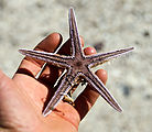 Baja - Ensenada el Muerto - Starfish - Beach