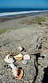 Baja - Beach South of El Conejo - Shells & Cactus Driftwood