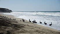 Baja - La Vieja - Beach - Birds - Pelicans - Gulls