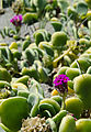 Baja - Arroyo Seco - Red Sand Verbena Flowers