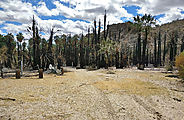 Baja - El Palomar Canyon - Abandoned Home - Fire - Burnt Trees - Palms