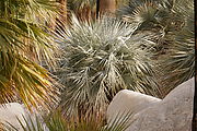 Baja - El Palomar Canyon - Hot Spring - Palms - Blue Palm