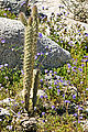 Baja - Cactus - Flowers Baja - Cactus - Flowers