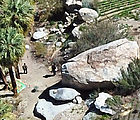 Baja - Cannabis Plants - Aerial - People - crop Baja - Cannabis Plants - Aerial - People - crop