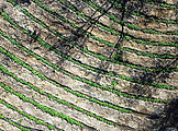 Baja - Cannabis Plants - Aerial Baja - Cannabis Plants - Aerial