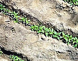 Baja - Cannabis Plants - Aerial - crop2 Baja - Cannabis Plants - Aerial - crop2