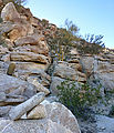 La Mora Canyon - Rocks