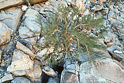 La Mora Canyon - Aerial - Little Cave Under Tree