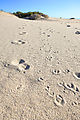 Estero Percebu - Shell Island - Beach - Footprints