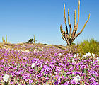 Estero Percebu - Shell Island - Cactus - Flowers