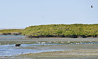 Vizcaino - Campo Rene - Estero El Coyote - Dog - Lagoon