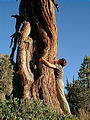 Day 0: Driving Down - Bus Breaks Down - Gnarly Tree Closeup