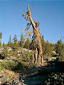 Day 0: Driving Down - Bus Breaks Down - Gnarly Tree