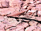 Praying Mantis (photo by Laura)